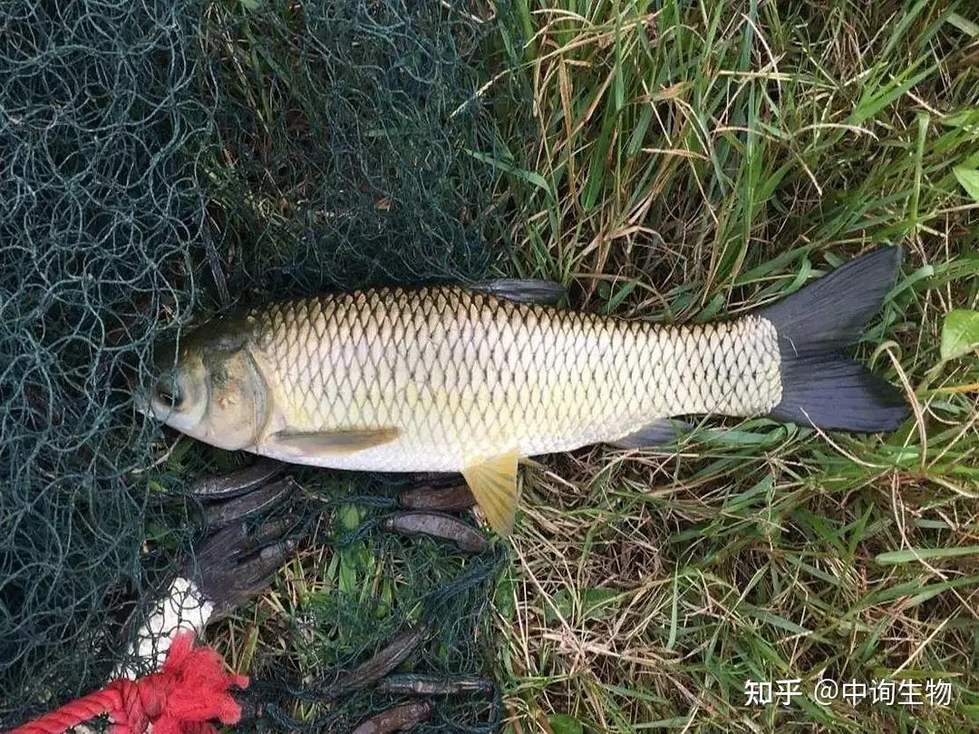 是什么让他们一夜损失几十万?中询生物:市场连续掉价,草鱼养殖户痛心