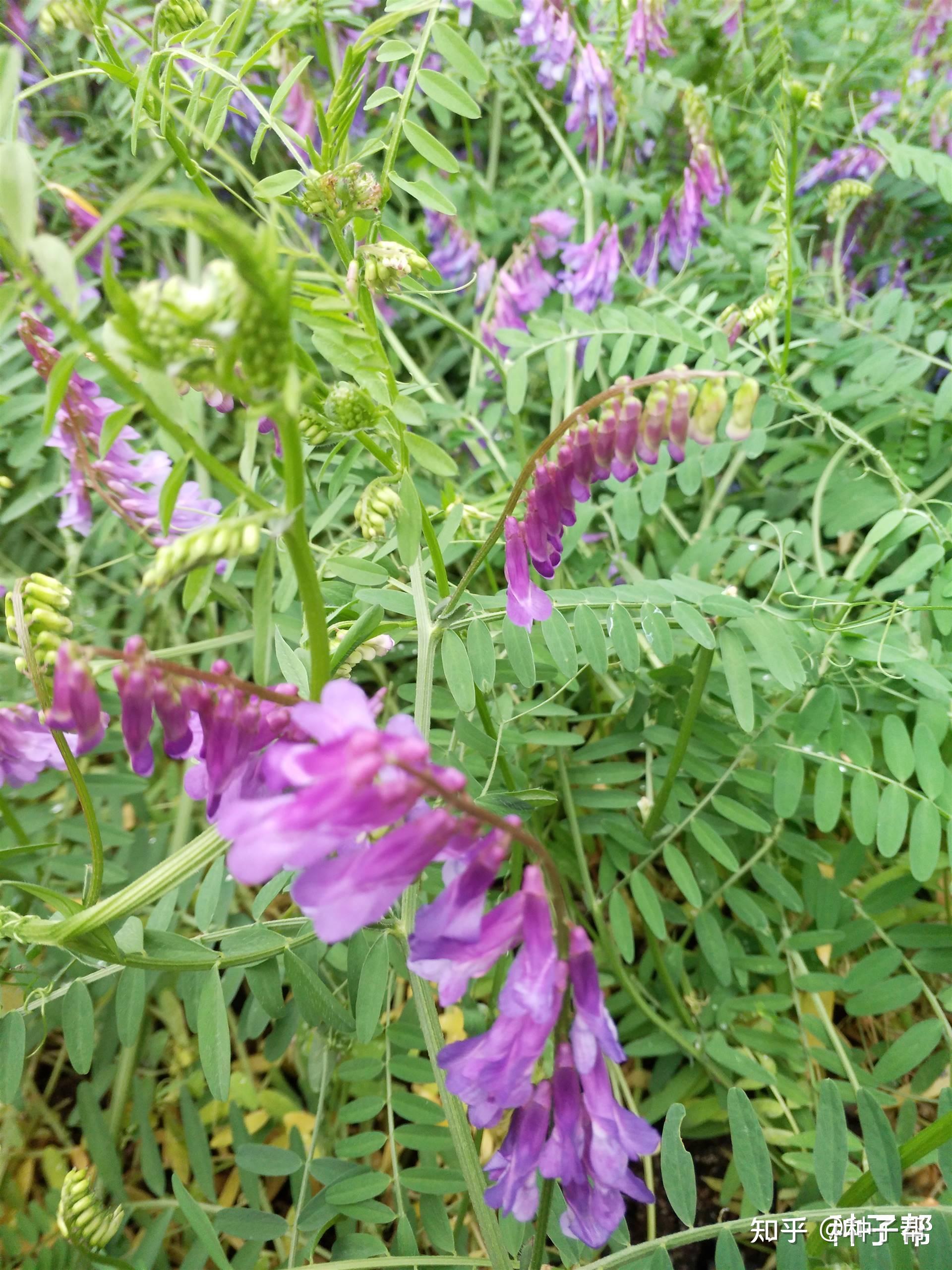 光叶紫花苕种植技术图片