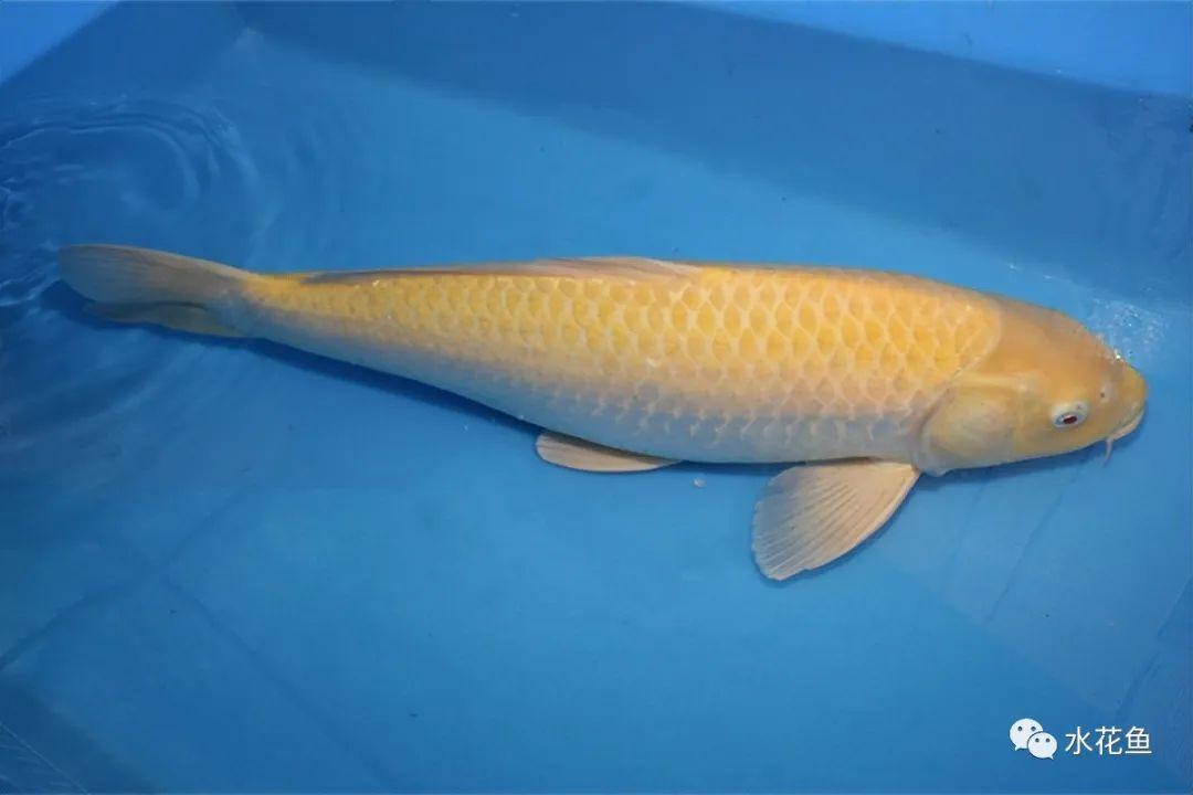 图文欣赏:锦鲤八大类七十六种 - 知乎