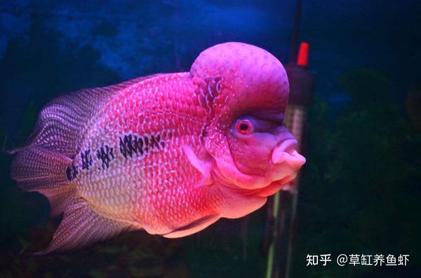 罗汉鱼好养吗?不止是好养!罗汉鱼会越养越好看,越养越好玩 - 知乎