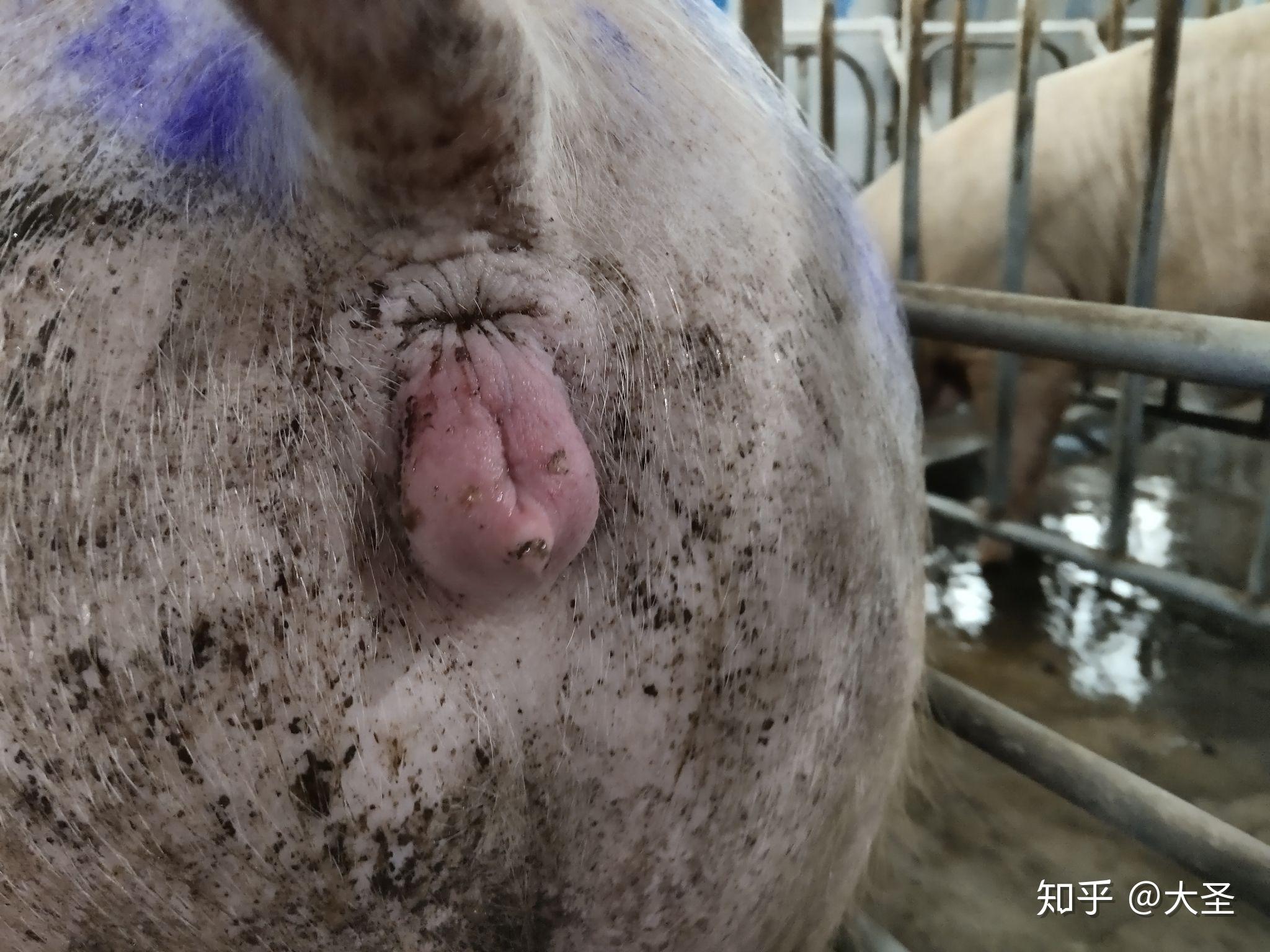 正邦集团入职记 - 知乎