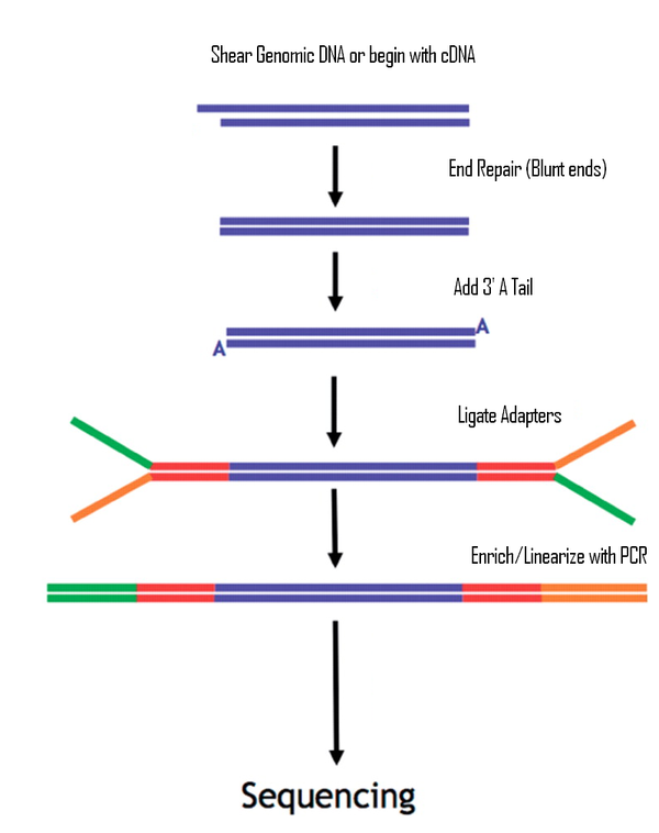 Illumina 平台二代测序文库构建原理简介 知乎
