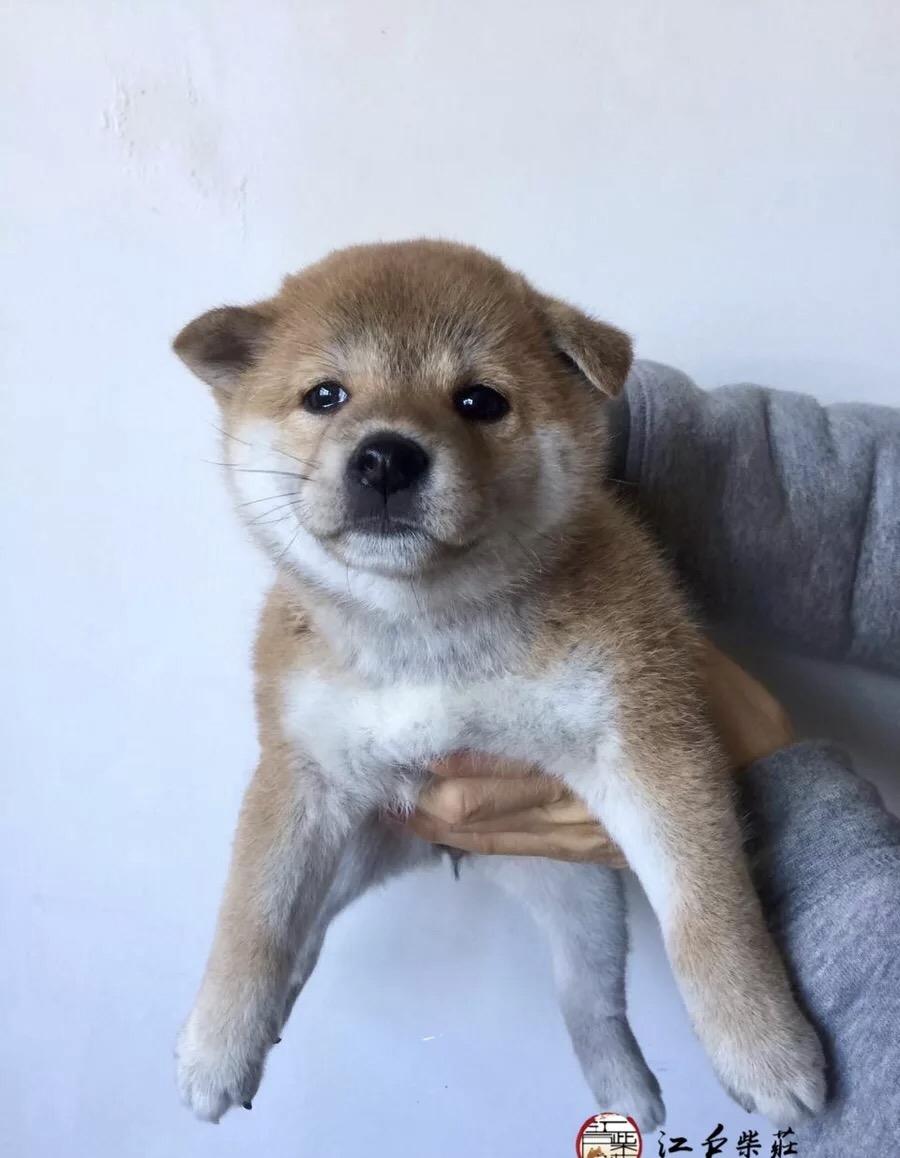 柴犬求鉴定 柴犬如何看品相?