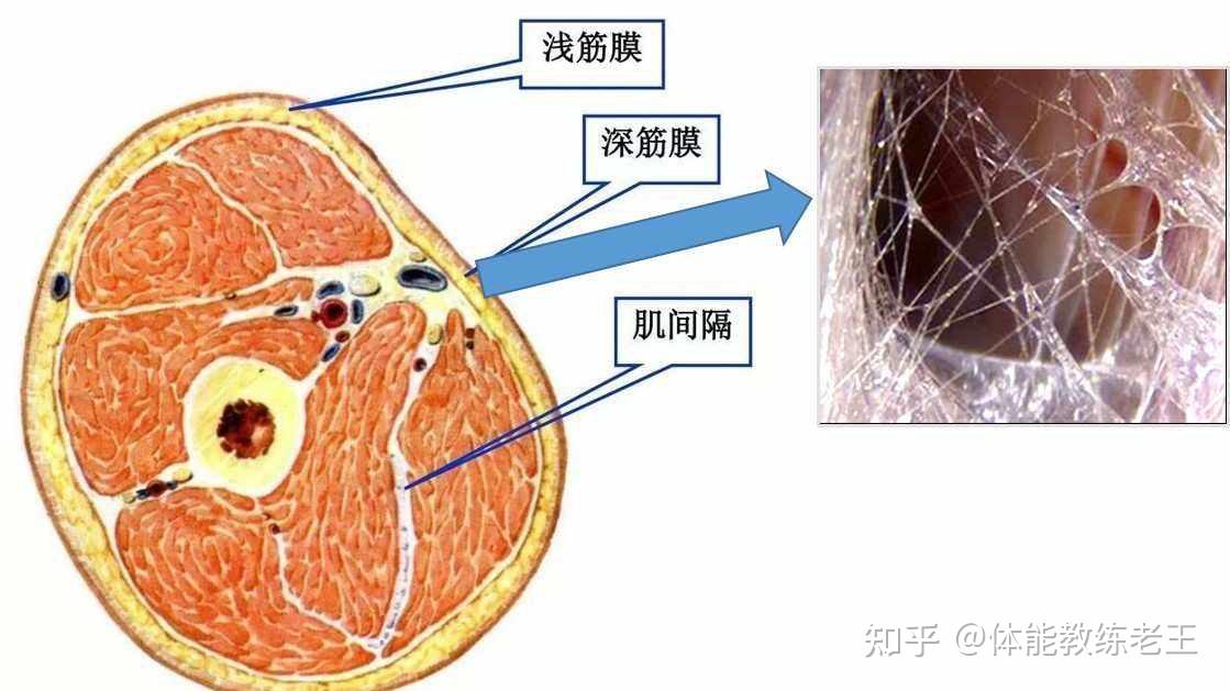 筋膜鞘模式图图片