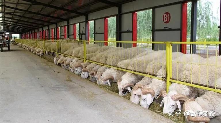 数十家屠宰加工企业和多个标准化工业园可以为鸵鸟的屠宰加工,肉蛋