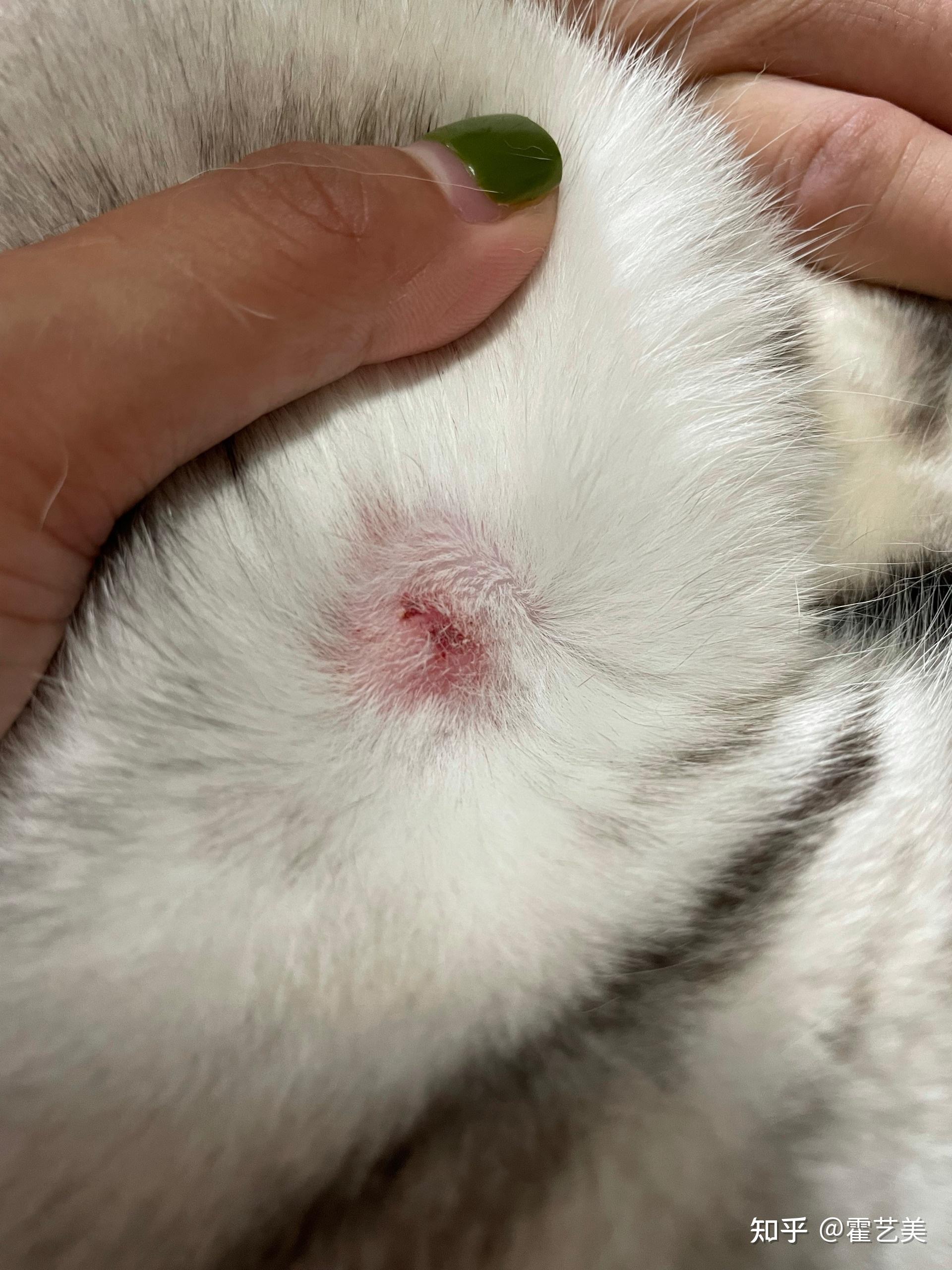 猫咪脖子有结痂是什么情况