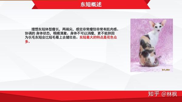 CFA东短官方标准 - 知乎