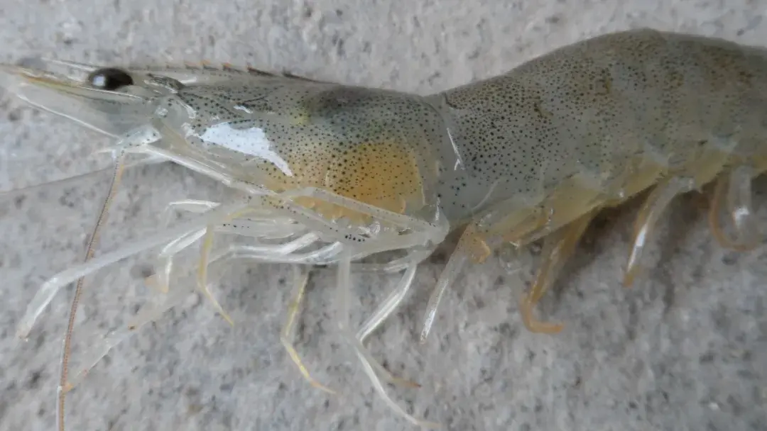 轻松识别虾病多图 认识不同状态的虾鳃