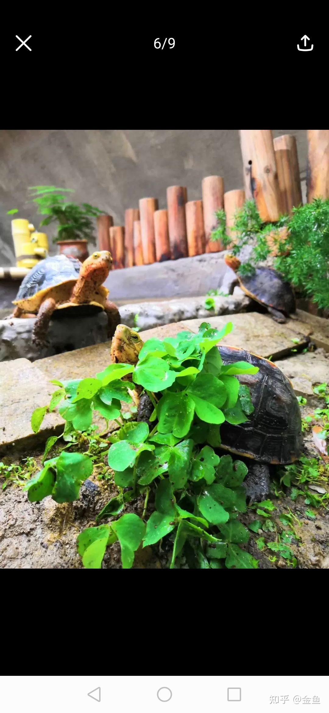 分享一組黃緣環境