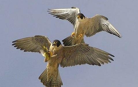 Df818翻译对比 王兵馬使二角鷹 杜甫 知乎