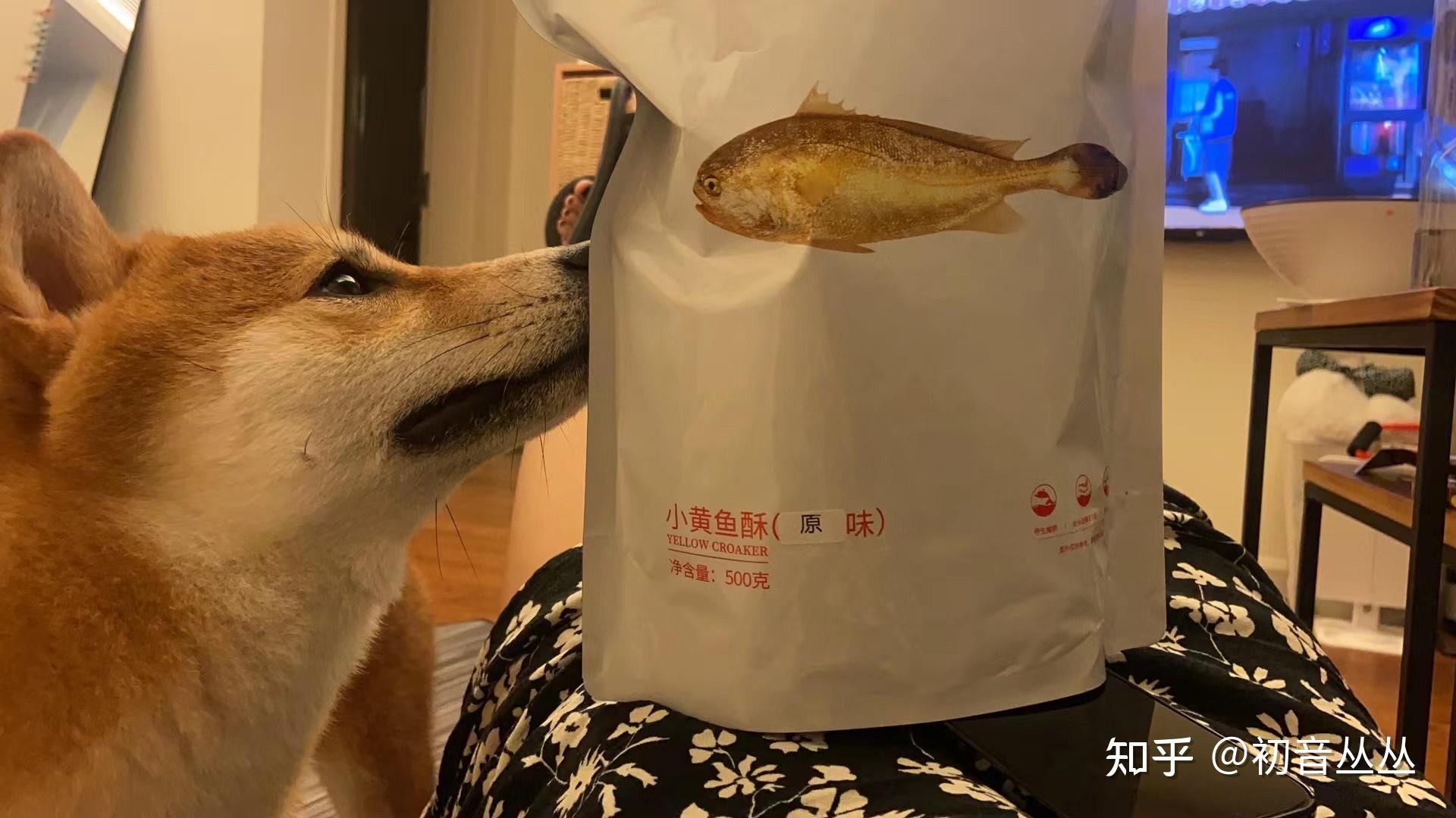 柴犬抱着鱼的表情包图片