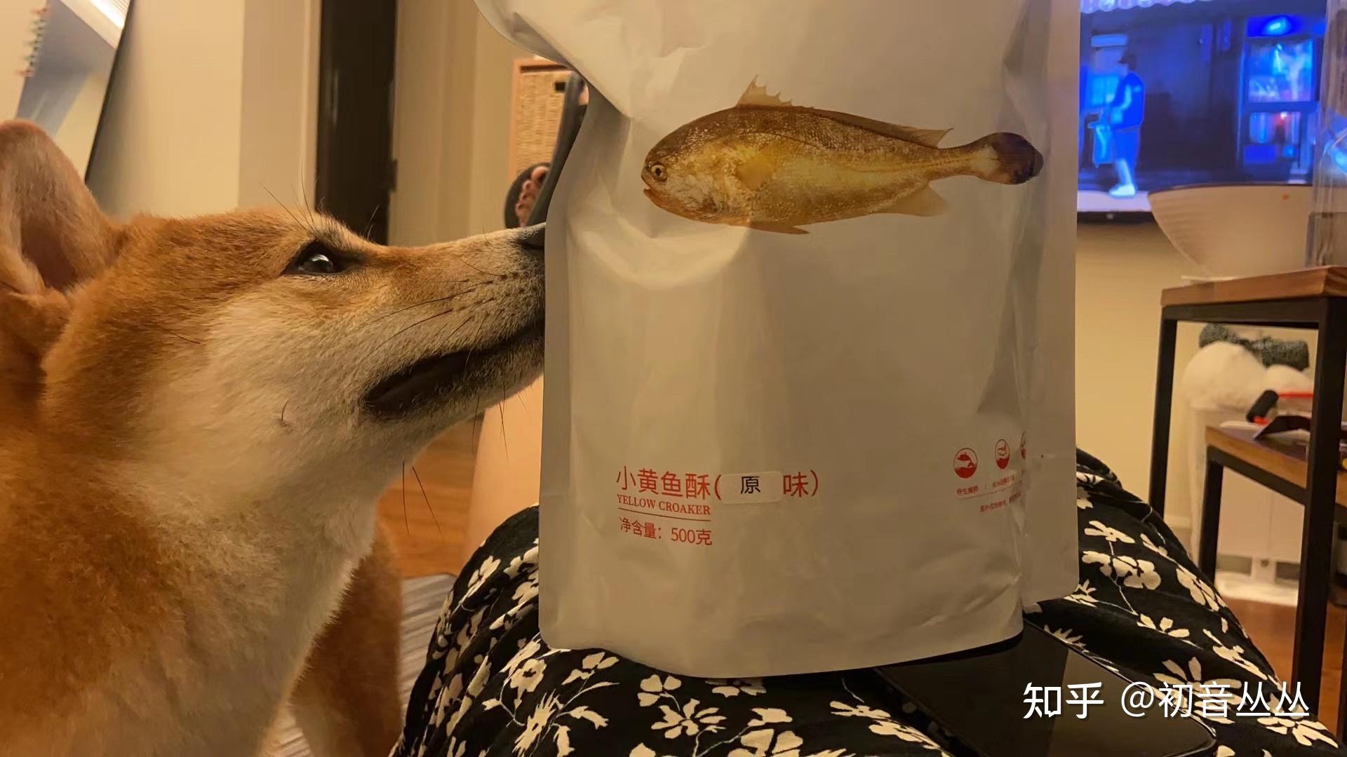 千万不要买田螺君家的柴犬