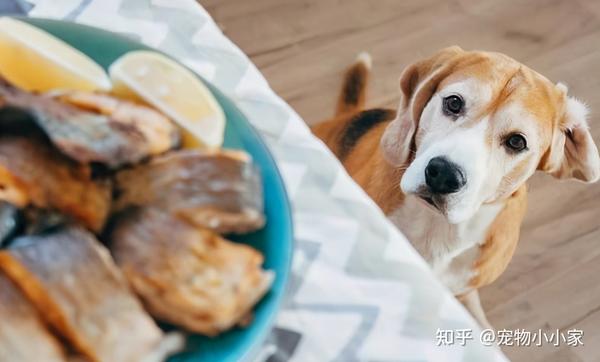狗狗食谱:吃什么肉合适呢? - 知乎