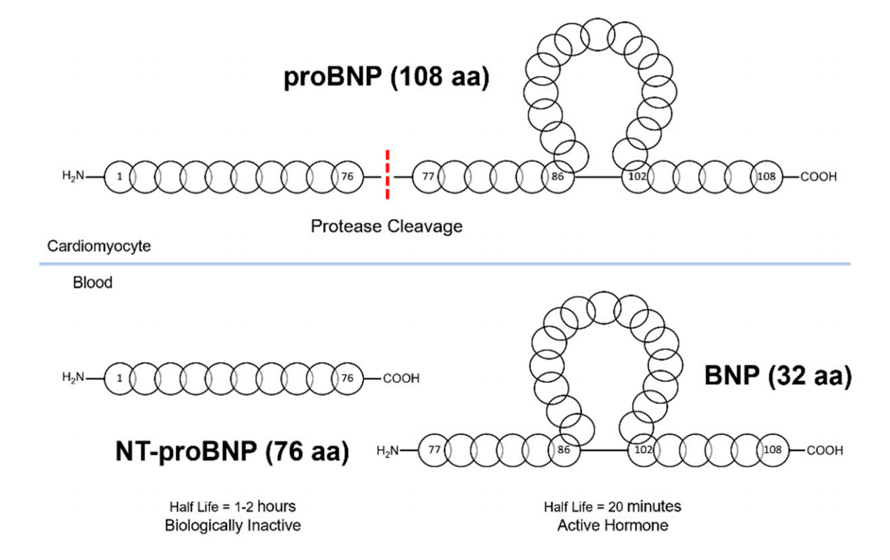 目前BNP及NT-proBNP检测存在的问题及解决方案 - 知乎