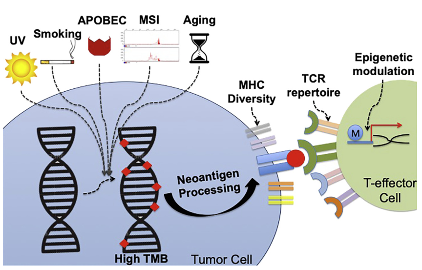 cancercell肿瘤突变负荷可否作为癌症免疫治疗标志物