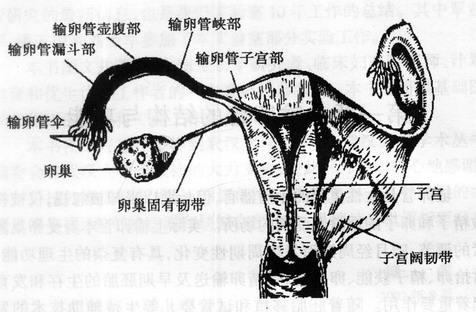 双侧输卵管伞端粘连想要怀孕只能做试管了吗