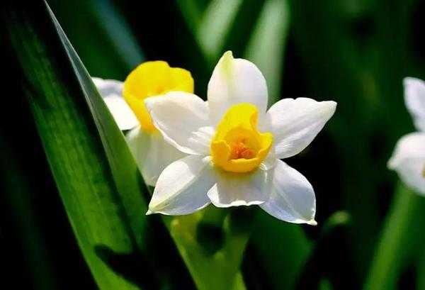 秋冬不能错过的花草 一颗球一盆花 寒冷中的生命最美 知乎