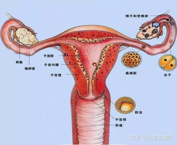 花30萬準備子宮移植沒想到200元讓真相還原