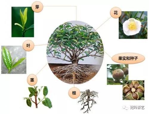 吴妃玲 茶树的芽 根 茎 叶 花 果 到底有什么特征 知乎