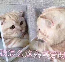 抖音短视频热门必火文案库(抖音短视频平台上热门必火文案！)
