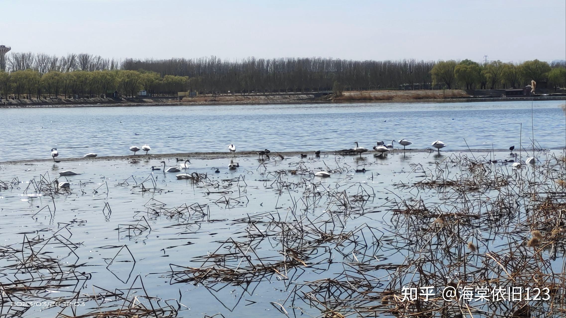 昌平沙河水库水鸟图片