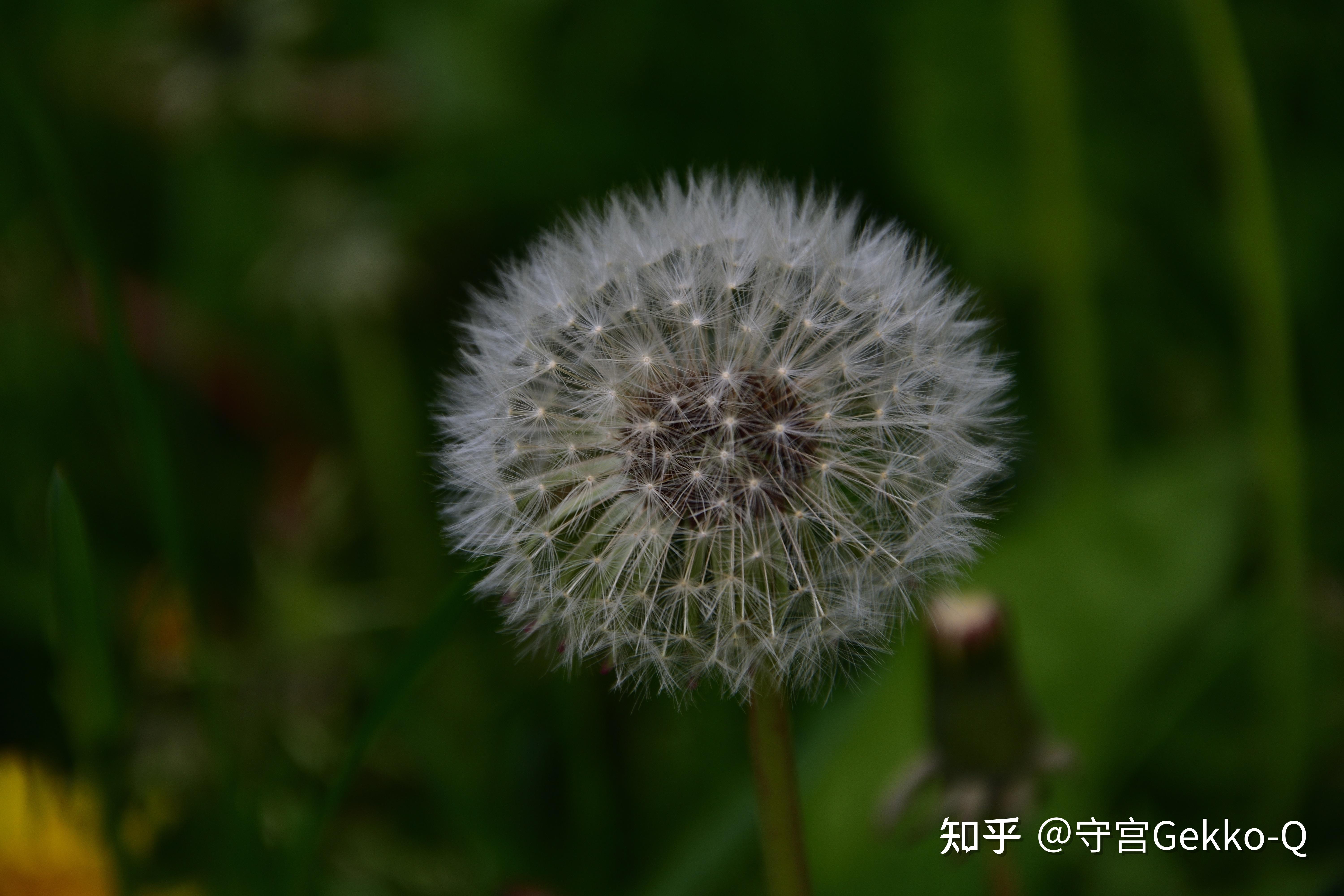 论飞行,植物种子才是专业的 - 知乎
