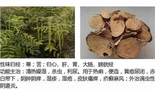 500余种中草药图  第52张