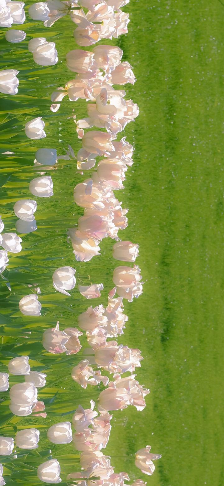 77张氛围感手机壁纸/聊天背景|励志文字壁纸|小清新壁纸|高清 - 知乎