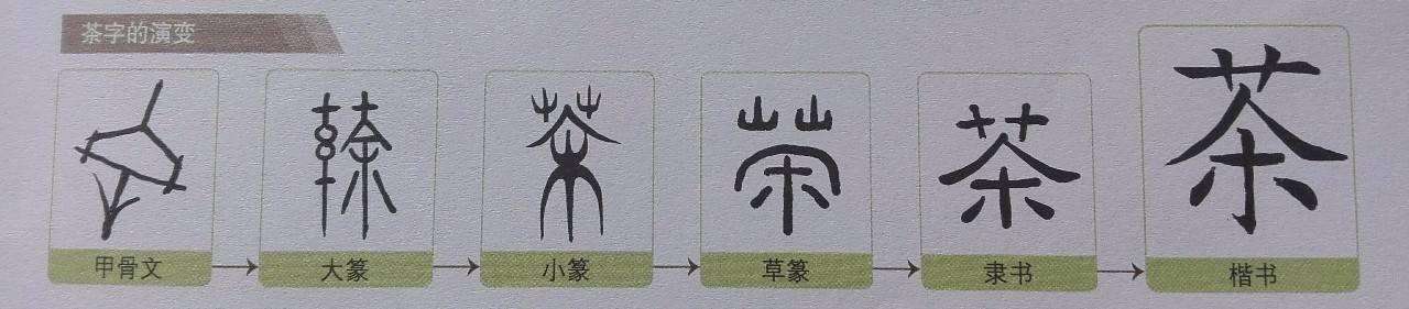 扒一扒茶字演变史
