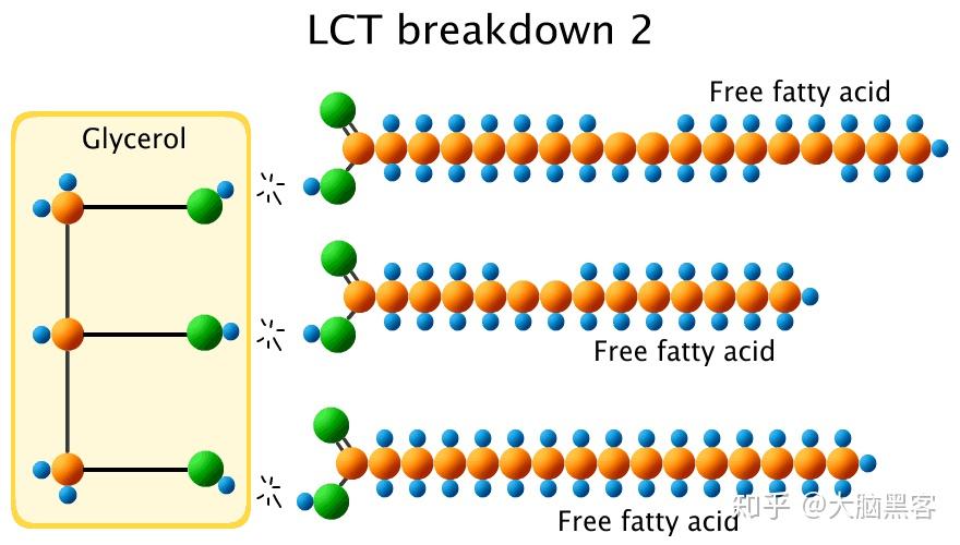 lct在室溫下是固體,要消化lct,就需要消化脂肪的酶叫脂肪酶(lipase)