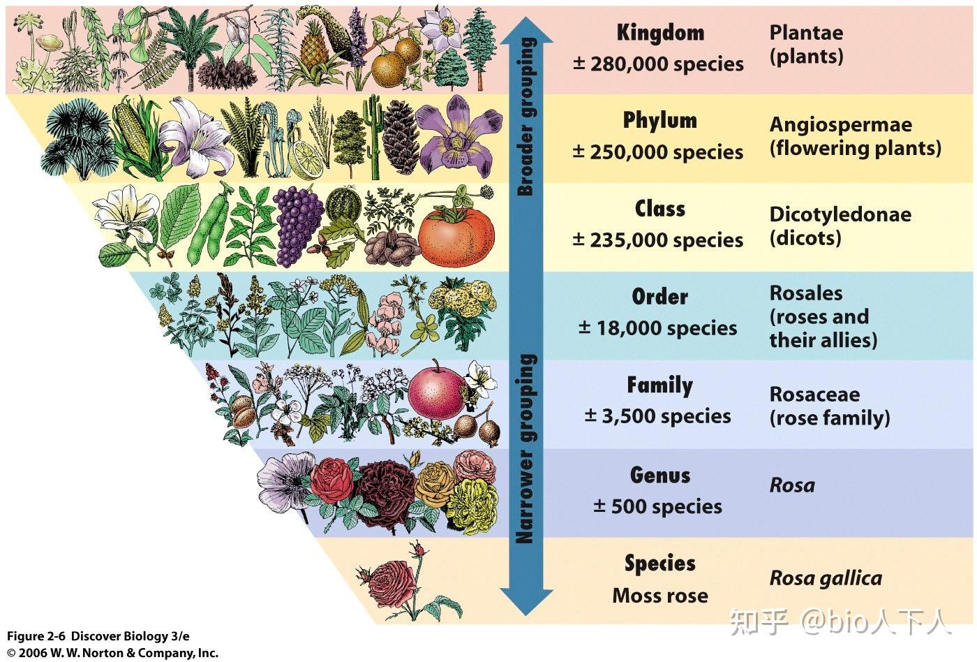 生物科学·双语笔记（生物多样性·植物） - 知乎