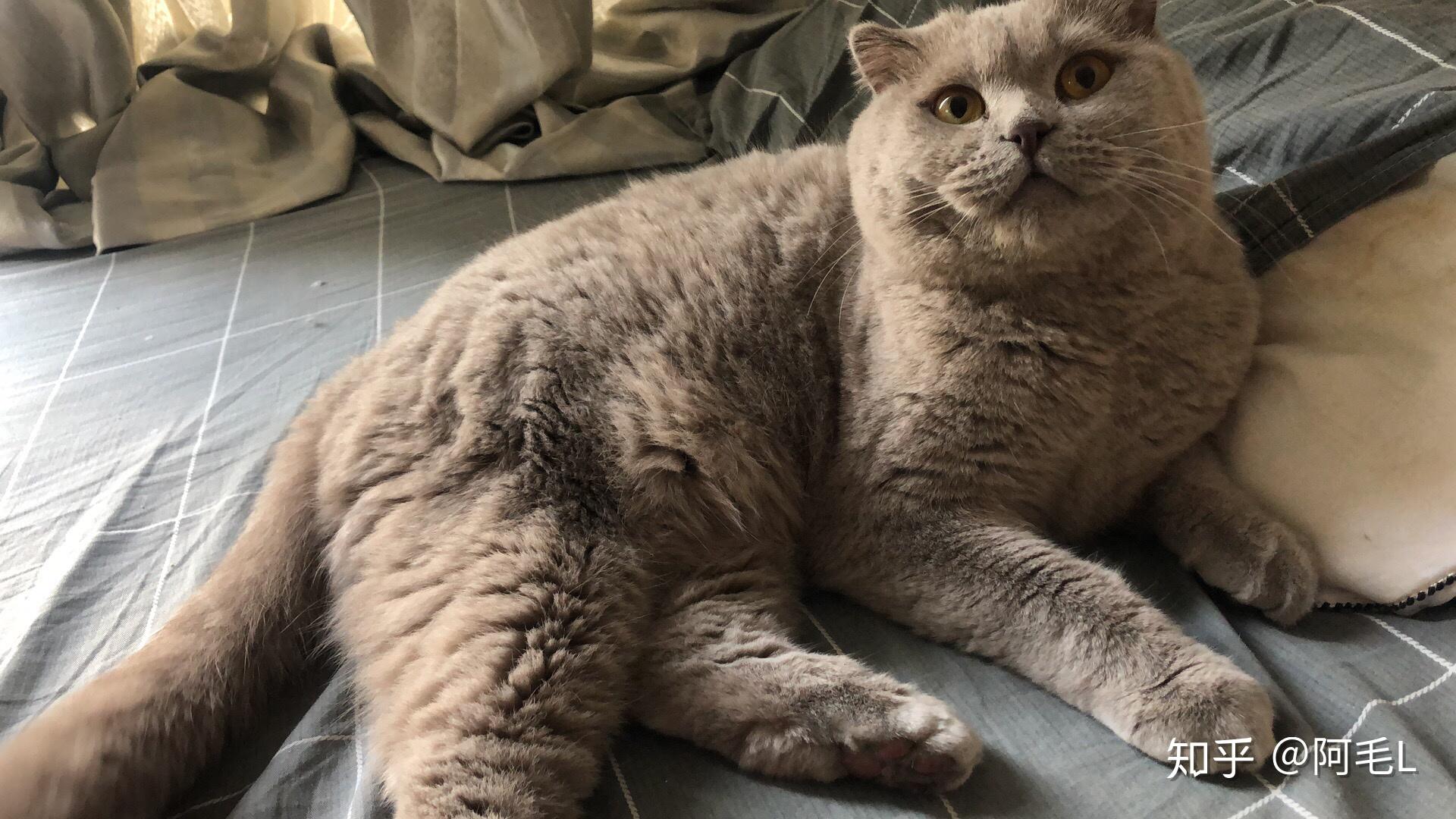 猫群,养猫交流群,吸猫群,铲屎官聚集地,欢迎志同道合的小伙伴加入 - 知乎