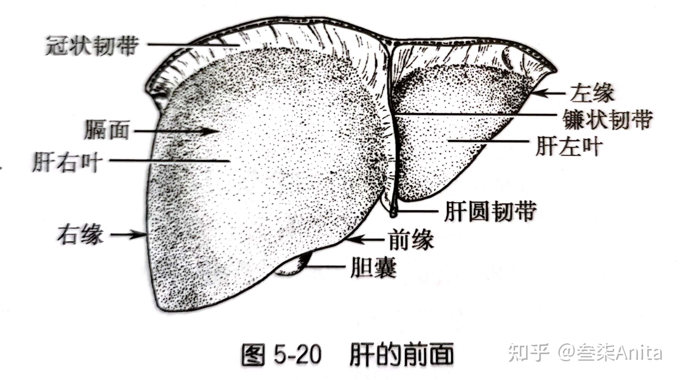 牙脱落时间与萌出口腔,牙的外形与构造消化器官概述(左侧图),肝脏胃脾