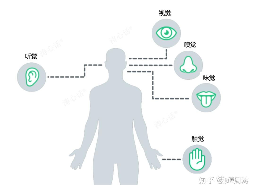 人类五种感觉器官图片