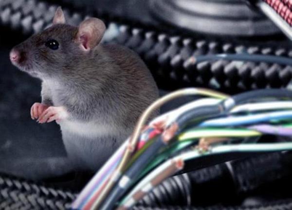 电线被咬坏，家中可能有老鼠！ 知乎