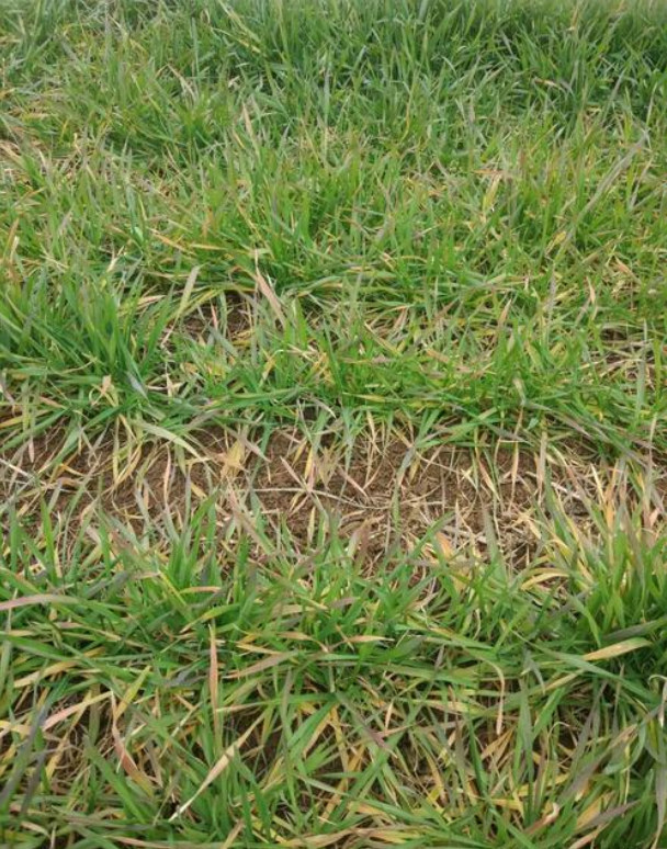 小麦缺氮的症状有哪些?具体原因是啥?附有效解决方案