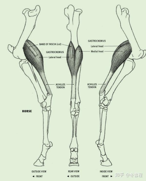 gastrocnemius腓肠肌 起点: 外侧头的起点位于股骨的外后缘的垂直线上