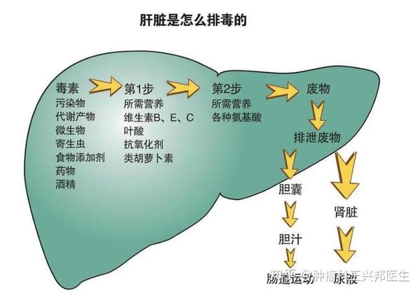 肝癌是什么原因引起的图片