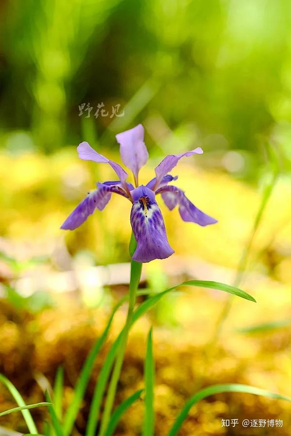 高山上的彩虹女神 鸢尾属iris 知乎