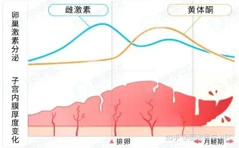 “黄体酮”真的有这么重要吗？ - 知乎