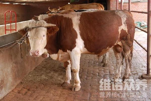 母牛育肥喂什么饲料，母牛饲料的合理配方比例   知乎