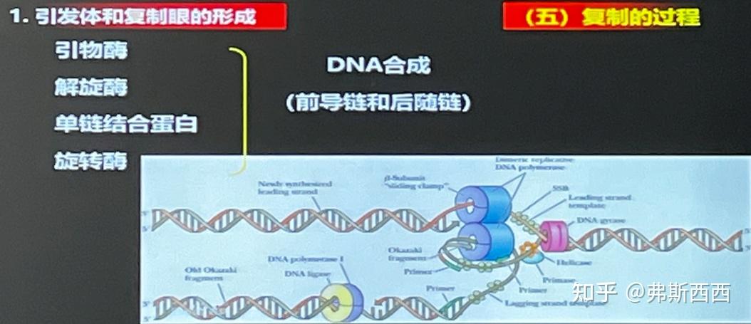 生化——DNA的复制及损伤修复整理 - 知乎
