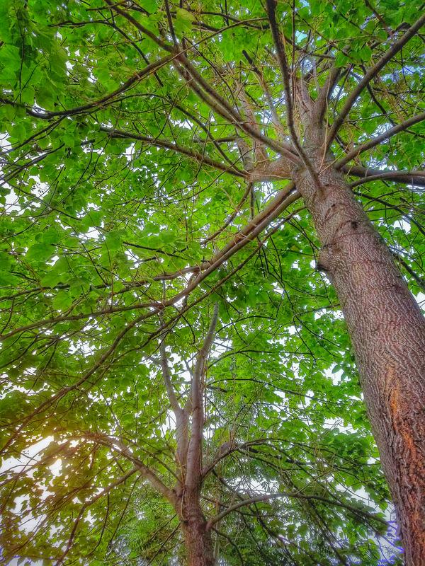 我们领导家门口的两颗大树,真的是枝繁叶茂啊.