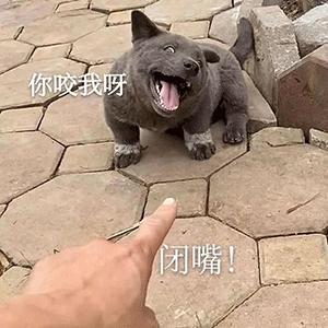 抖音英短蓝狗梗图片英短蓝狗表情包