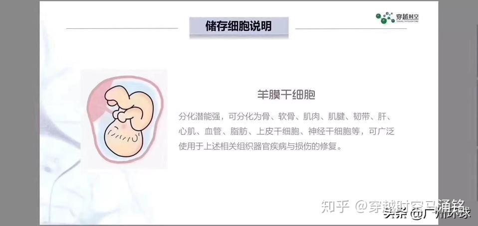 羊膜干细胞 - 知乎