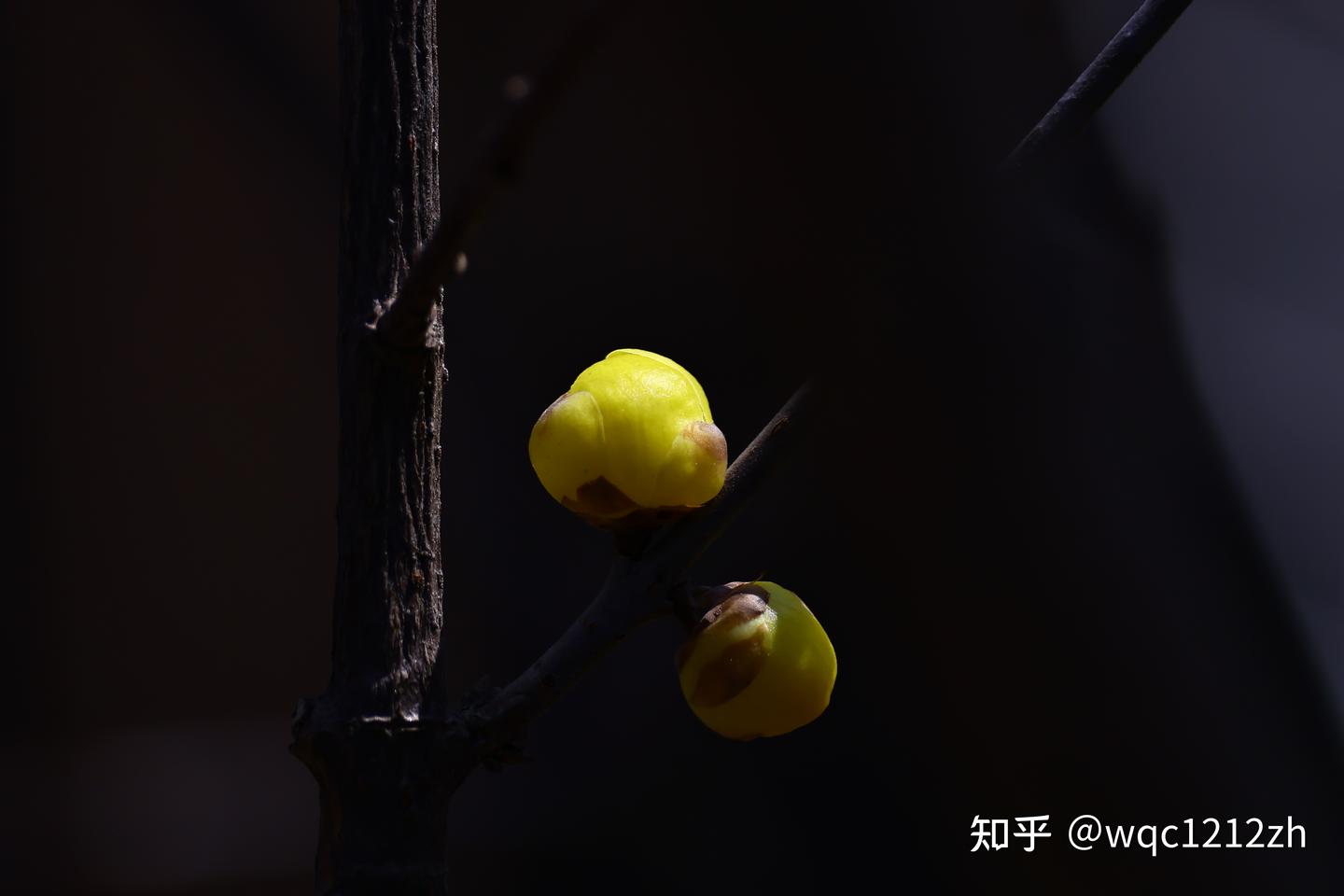 摄影与传统文化意境——拍梅花记