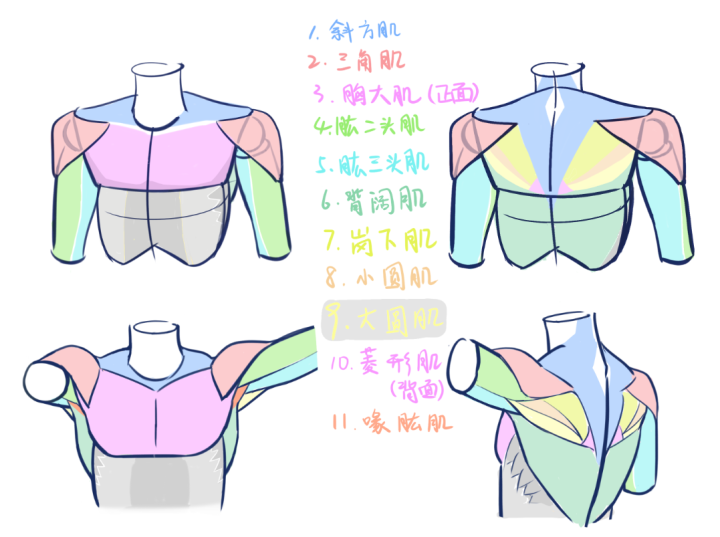 绘画人体肌肉难点之肩部范围腋下