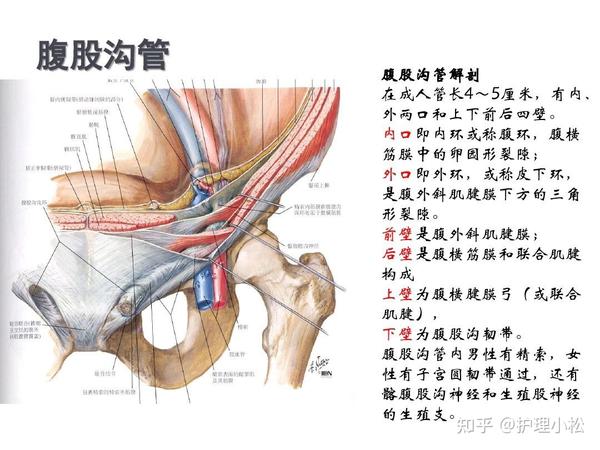 腹股沟解刨结构图