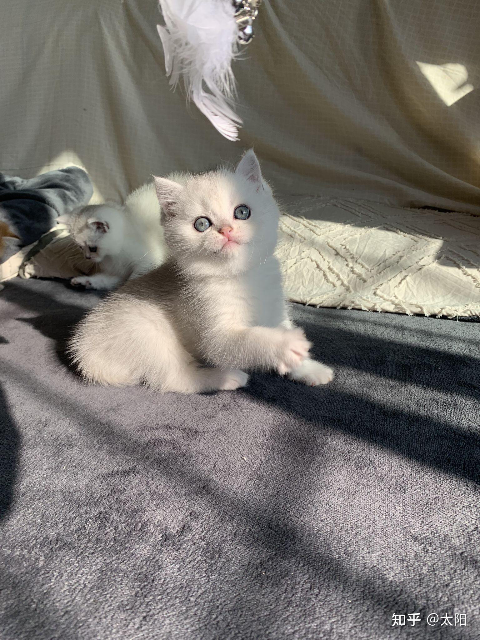 银渐层幼猫找新家