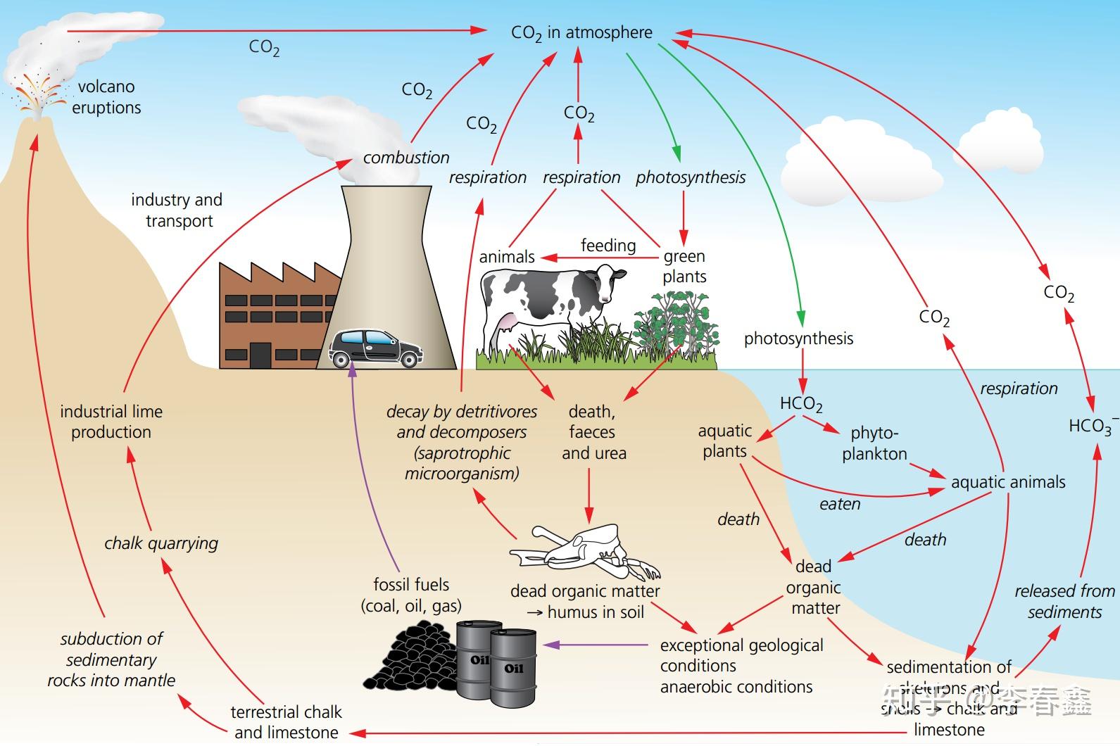 碳循环简易示意图图片